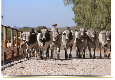 Rima Agropecuária:  Excelência em Biotecnologia e Melhoramento Genético