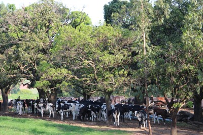 ARTIGO: Efeitos negativos do estresse térmico na reprodução de bovinos