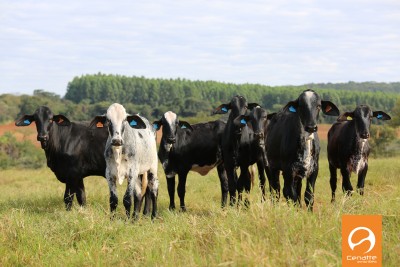 Produção terceirizada de bezerras é opção para melhorar qualidade e aumentar o crescimento dos rebanhos leiteiros.